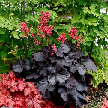 Heuchera, Black Leaf Coral Bells 'Black Forest Cake'