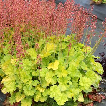 Heuchera, Green Leaf Coral Bells 'Northern Exposure™ Lime'