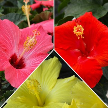 Hibiscus, Classic Color Assortment