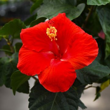 Hibiscus, Braid