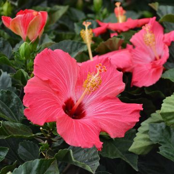 Hibiscus Bush, Assorted