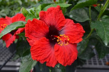 Hibiscus, Standard, Assorted