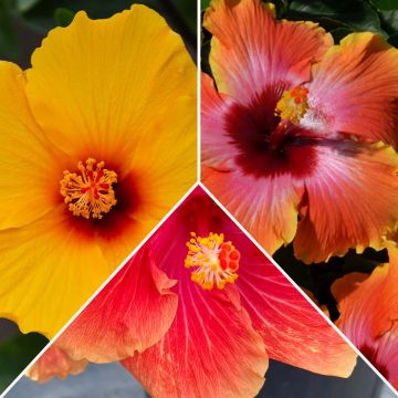 Hibiscus, Premium Color Assortment