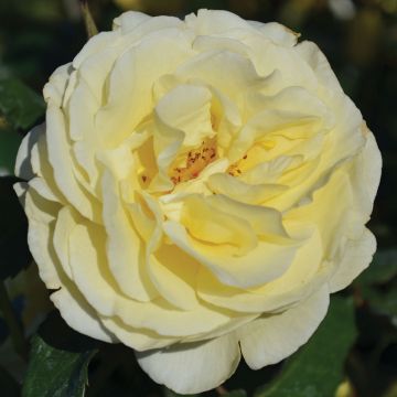 Rosa, Shrub Rose 'Easy Elegance® High Voltage'