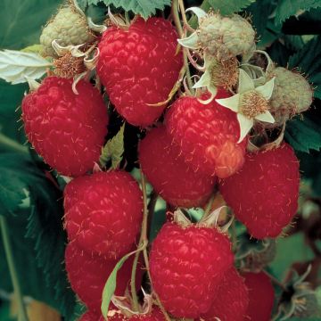 Rubus, Raspberry 'Himbo Top®'