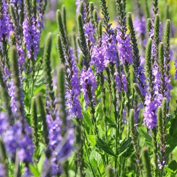 Verbena, Hoary Vervain 'Minnesota Native'