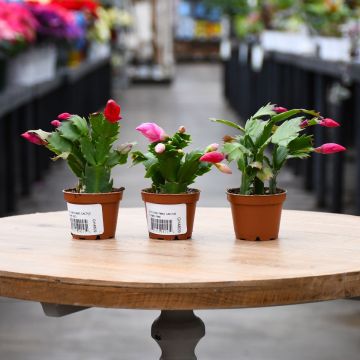 Schlumbergera, Holiday Cactus - Mini Assortment 'Gerten Grown'
