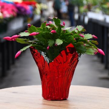 Schlumbergera, Holiday Cactus with Foil Cover 'Flame Red'
