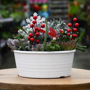 Holiday Succulent Garden