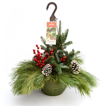 'Holiday' Hanging Spruce Tip Basket