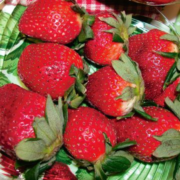 Fragaria, June Strawberry 'Honeoye'