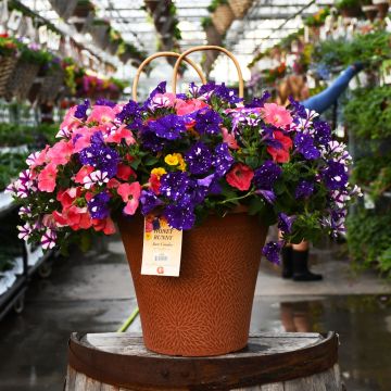 'Honey Bunny' Helix Combo Patio Tub