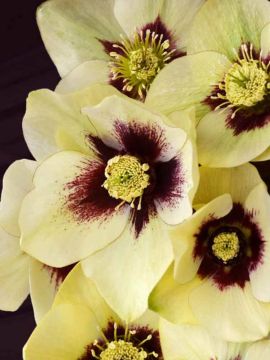 Helleborus, Lenten Rose 'Honeymoon® Spanish Flare'