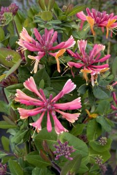 Lonicera, Everblooming Honeysuckle 'Goldflame'