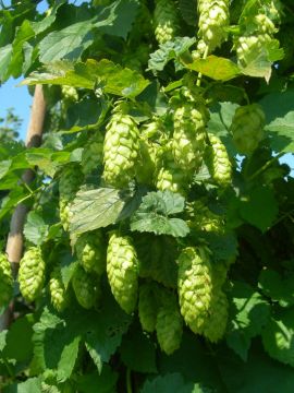 Humulus, Ornamental Hops 'Nugget'