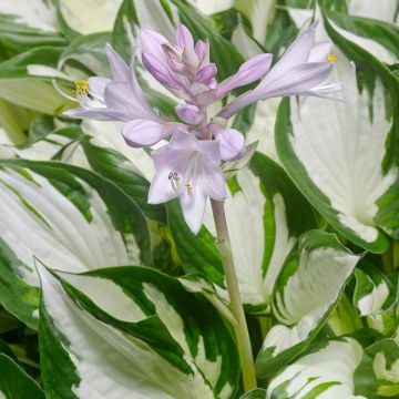 Hosta, Green-White Leaf 'Amazone'