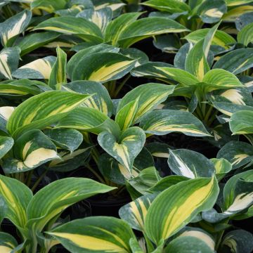 Hosta, Blue-White Leaf 'Dream Queen'