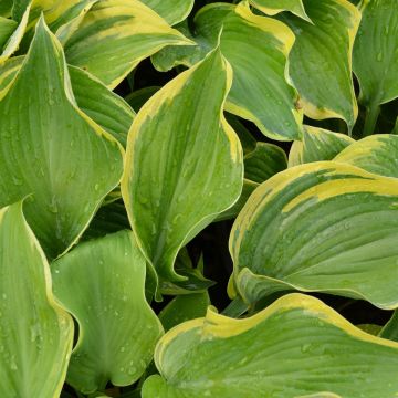 Hosta, Green-Blue Leaf 'Earth Angel'