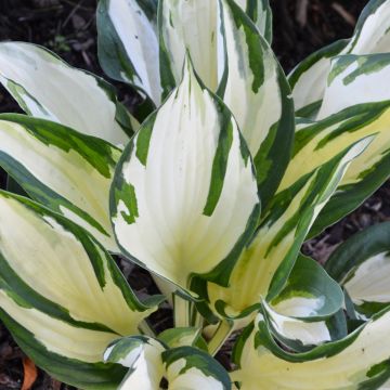 Hosta, Green-White Leaf 'Fire and Ice'