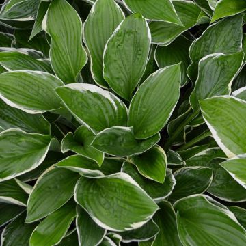 Hosta, White-Green Leaf 'Francee'