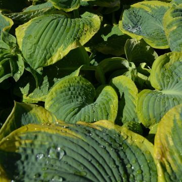 Hosta, Lime-Blue Leaf 'Frances Williams'