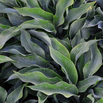 Hosta, Blue Leaf 'Krossa Regal'