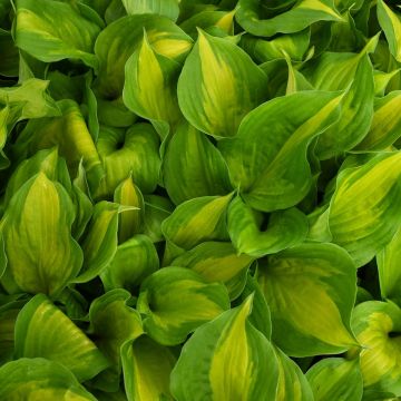 Hosta, Green-Lime Leaf 'Lakeside Banana Bay'