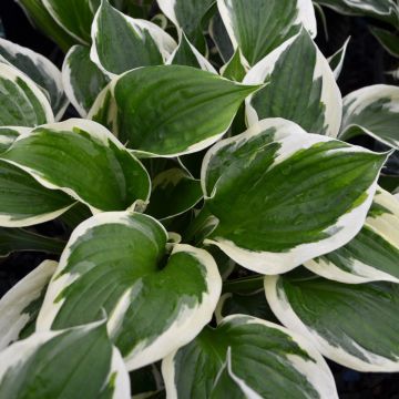 Hosta, White-Green Leaf 'Minuteman'