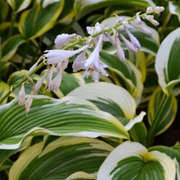 Hosta, Lime-Green 'Montana Aureomarginata'