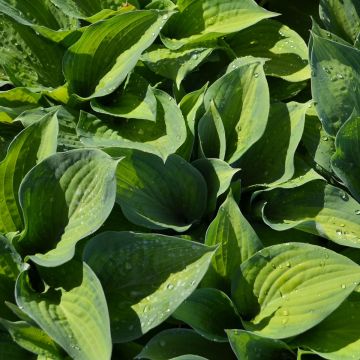 Hosta, Green-Lime 'Paul’s Glory'