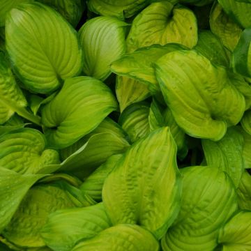 Hosta, Green-Lime Leaf 'Stained Glass'