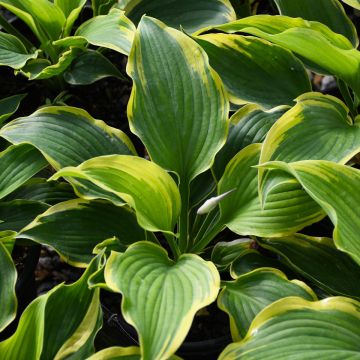 Hosta, White-Green 'Trendsetter' 
