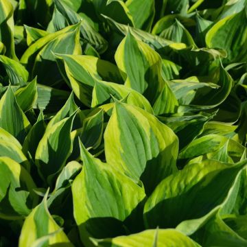 Hosta, Lime-Blue Leaf 'Twilight'