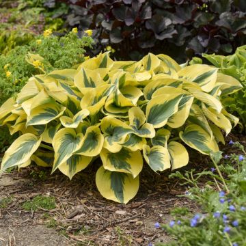 Hosta, Lime-Blue Leaf Shadowland® 'Autumn Frost'