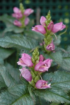 Chelone, Pink Turtlehead 'Hot Lips'