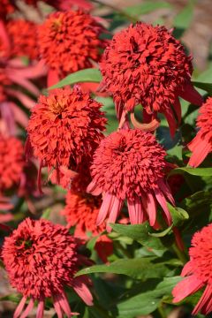 Echinacea, Coneflower 'Hot Papaya'