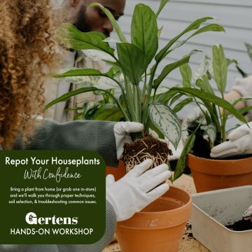 Repot Your Houseplants With Confidence | Saturday, July 12th 