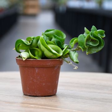 Hoya Carnosa 'Hindu Rope'