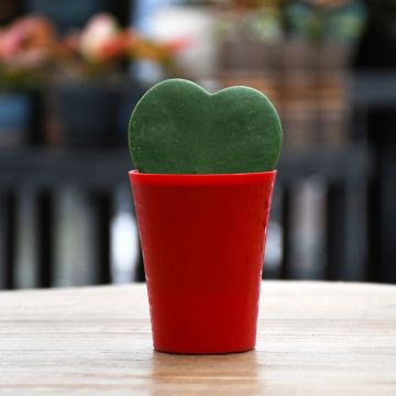 Hoya Kerrii, Wax Hearts 'Single Heart'