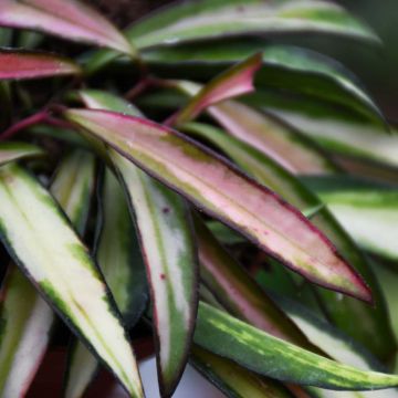 Hoya Wayetii, Wax Plant 'Tricolor'