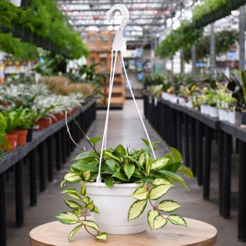 Hoya Carnosa, Wax Plant 'Krimson Princess'