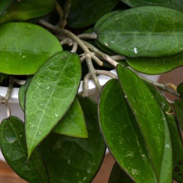 Hoya Verticillata, Wax Plant 'Black Margin'
