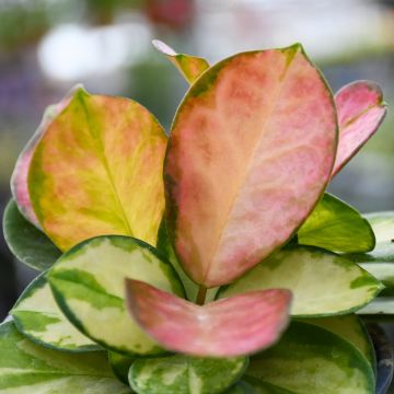 Hoya Carnosa 'Tricolor'