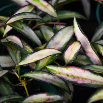 Hoya Wayetii 'Tricolor'