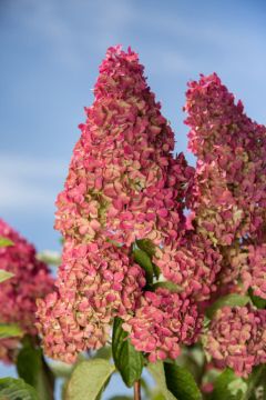 Hydrangea, Panicle 'First Editions® Berry White®' Tree Form (Large Sizes) 