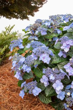 Hydrangea, Bigleaf 'Endless Summer® Pop Star™'