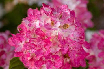 Hydrangea, Panicle First Editions® 'Spring Sizzle™'