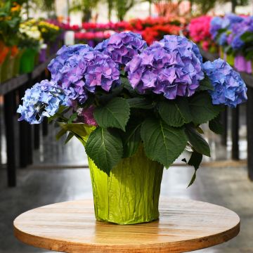 Hydrangea, Easter Blue