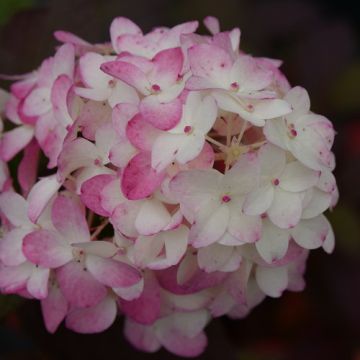 Hydrangea, Panicle 'Fire Light Tidbit®'