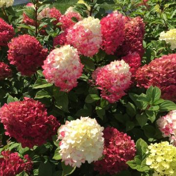 Hydrangea, Panicle 'Little Lime Punch™'